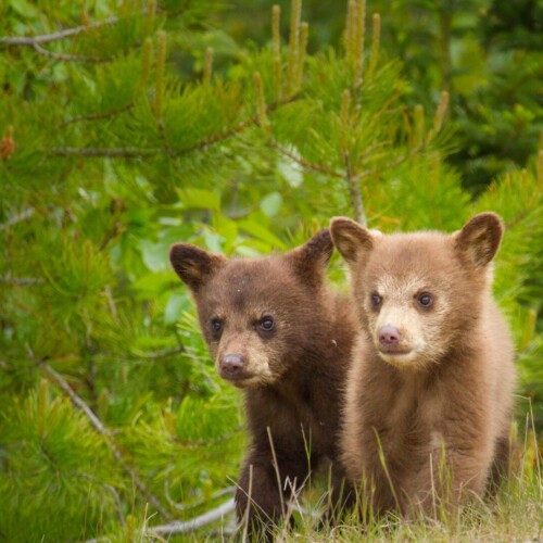 仙台市でクマ出没！知っておきたいクマとの遭遇対策 🐻