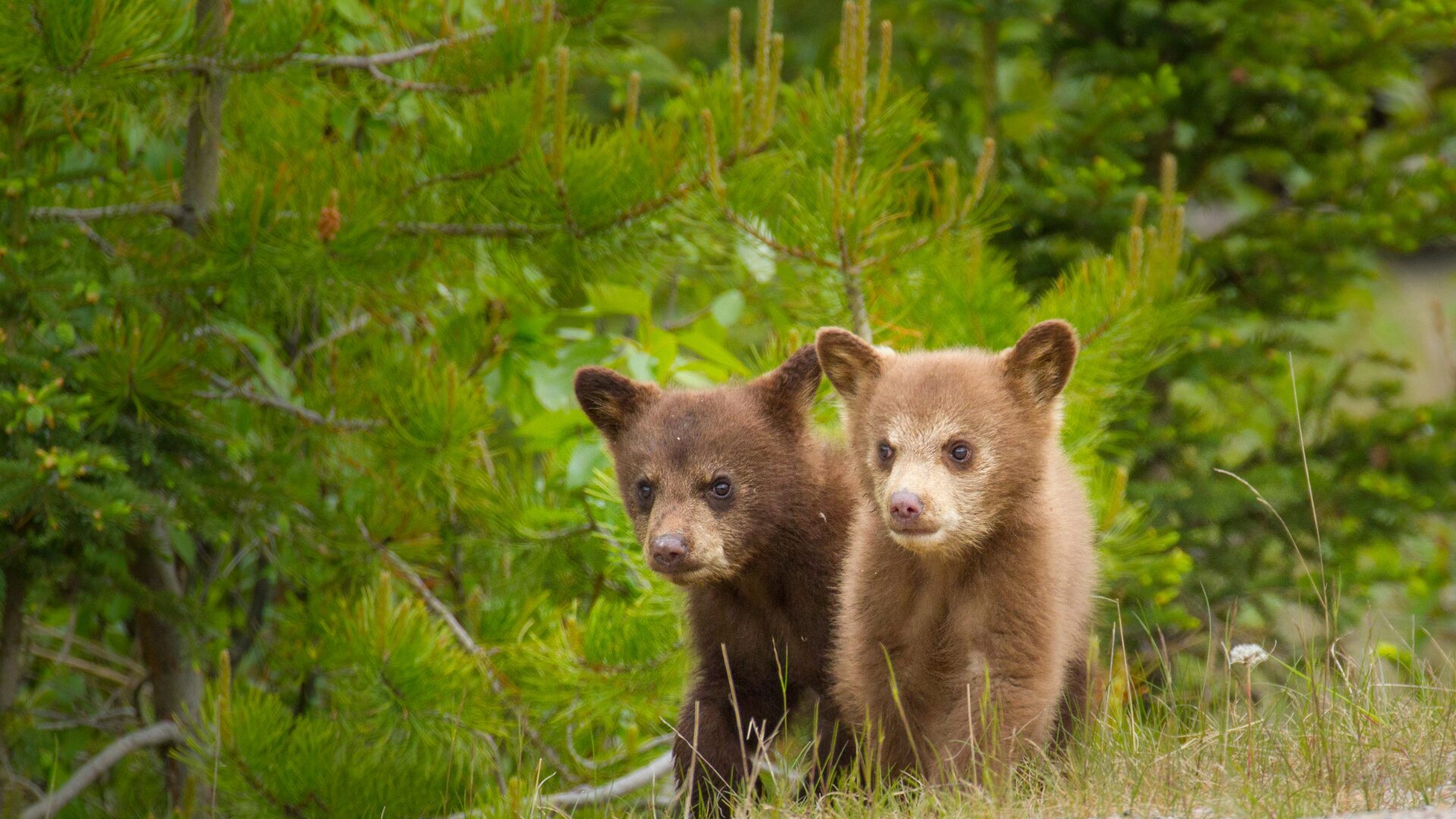仙台市でクマ出没！知っておきたいクマとの遭遇対策 🐻