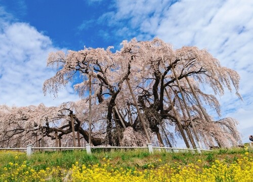 もうすぐ春。ということで、桜にまつわる日本の言い伝え＆昔話🌸