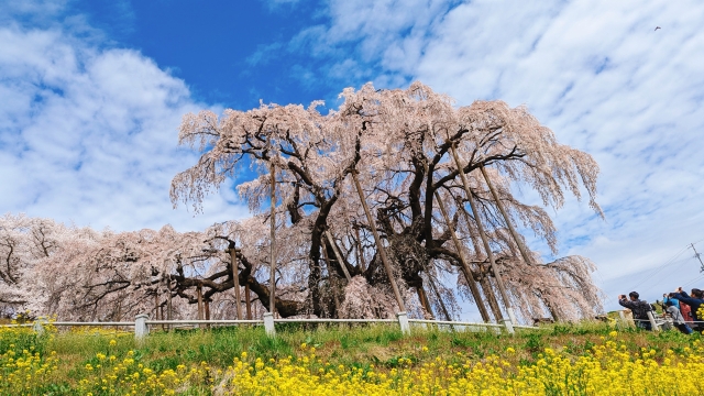 もうすぐ春。ということで、桜にまつわる日本の言い伝え＆昔話🌸